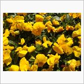 🌸　YELLOW