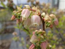 家庭菜園 　4月23日の温室と畑の様子