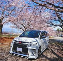 桜&#215;VOXY Part1