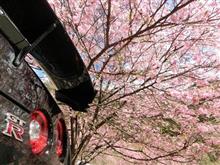 NISSAN R35 my15 GT-R nismo♪♪　2020晩春？　　 お買い物ついで？？の桜♪♪　Ａ＠ｗ＠;;;ｂ