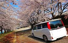 桜&#215;VOXY Part2