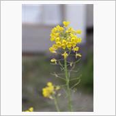 白い菜の花