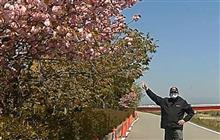Be a kf driver！ Enjoy last double cherry blossom viewing　@　東はりま　加古川　右岸堤防　桜づつみ ❁❁ 