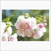 鬱金桜七変化