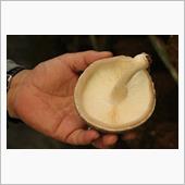 特大椎茸　玉取茸　が通販で買 ...