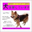 ワンちゃんが、迷子に(&gt;&lt;)