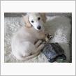 子犬を迎えました。