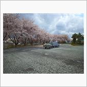 花吹雪