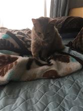 ★猫だって