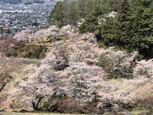 桜満開なのに・・・