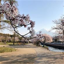 さくら2020🌸 〜 いつもの定点観測を🗻