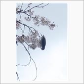 花見