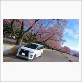 桜&#215;VOXY Part4