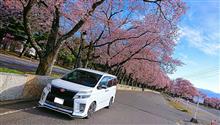 桜&#215;VOXY Part4