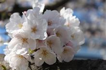 【桜を見逃してしまった方へ(^^♪】