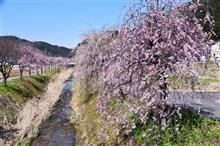 飛騨一之宮の桜「臥龍桜・他」