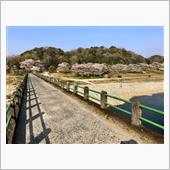亀ヶ広の桜並木にて