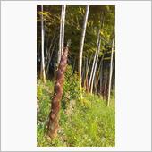 stayhomeなGW初日（ ...