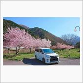 桜&#215;VOXY Part5