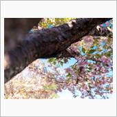 最後の桜さんぽ Vol.２