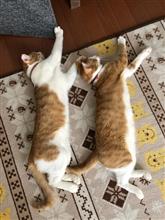 今日から帰休