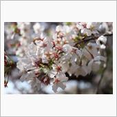 桜🌸2020