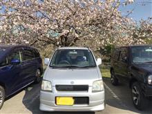 千曲川ふれあい広場の桜