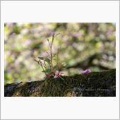 Last Sakura 南風 ...