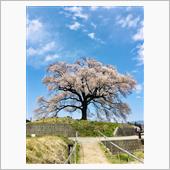 山梨県 桜🌸巡り