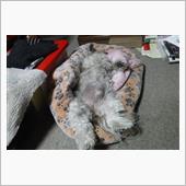 畑DEキャンプ