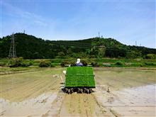 田植え日和(*￣∇￣)ノ