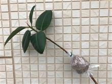 “取り木”をやってみたよ
