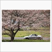 今さらながら今年の桜