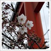 さくら2020🌸 〜 流鏑 ...