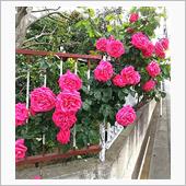 ご近所のバラの花♪
