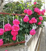 ご近所のバラの花♪