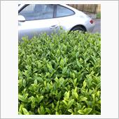 新茶の季節
