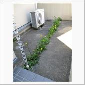 草むしり
