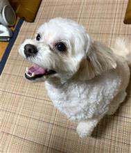 延期のトリミング行ったワン、さっぱりしたぜ！