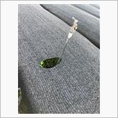 もうチョイ、かぶせ茶の紹介。