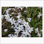誰かさんから この花の名前を ...