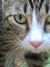 ねこはなんにんいるのかな