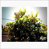庭の植物（スノーボール）、