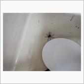 台所に軍曹が