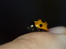 テントウムシ