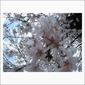 🌸　WHITE