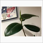 新芽が出てきたよ