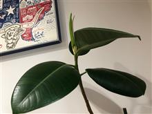 新芽が出てきたよ