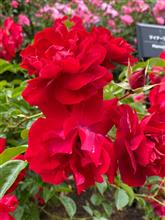 小さな薔薇園♪発見〜(*☻-☻*)