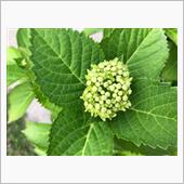 紫陽花